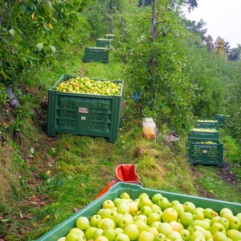 Appels uit Zuid-Tirol